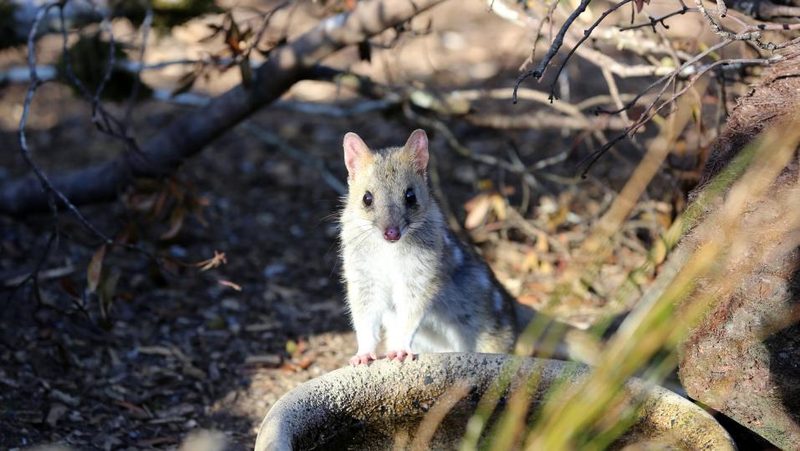 Riesenbeutelmarder