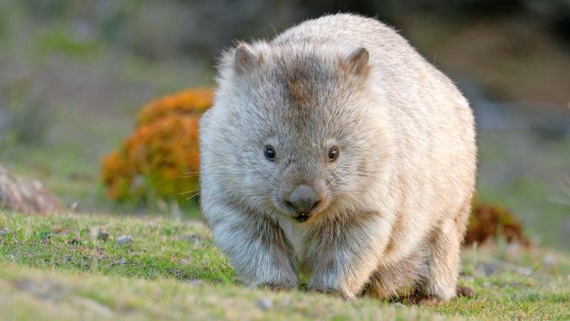 Wombat
