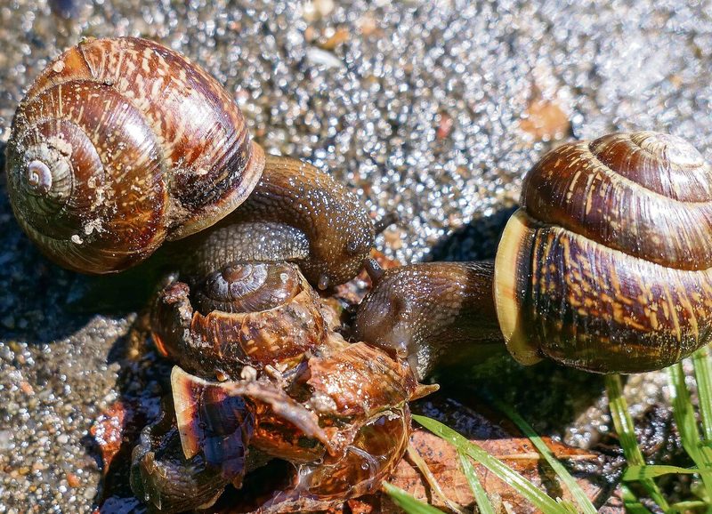 Schnecke