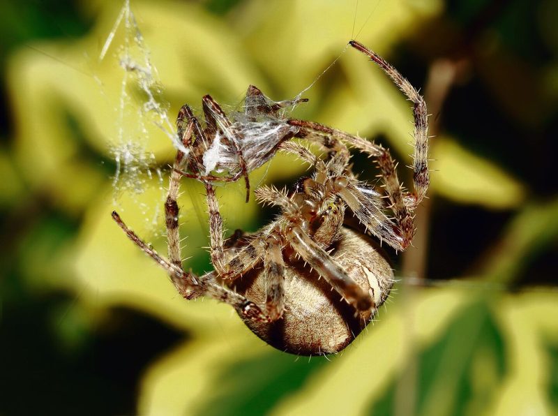 Kreuzspinne