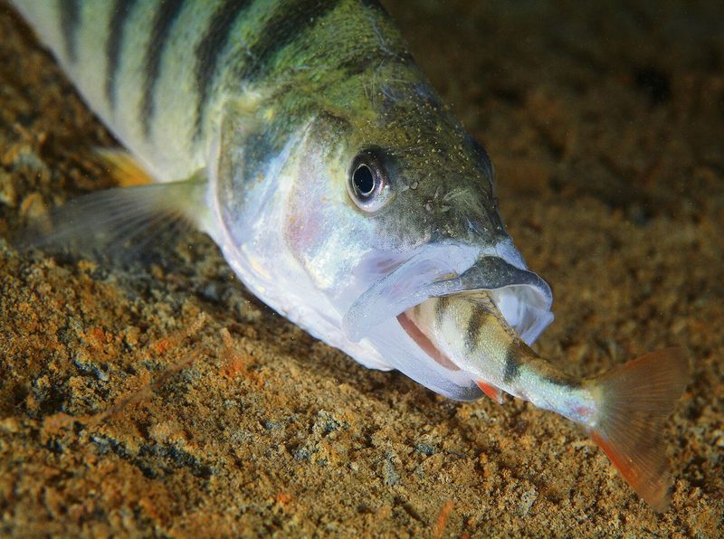 Flussbarsch