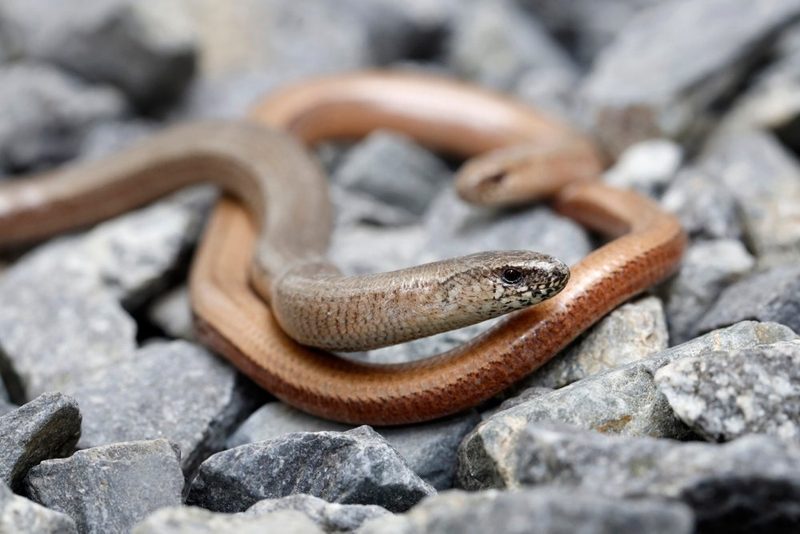 Biodiversität zwischen Stein und Spalt