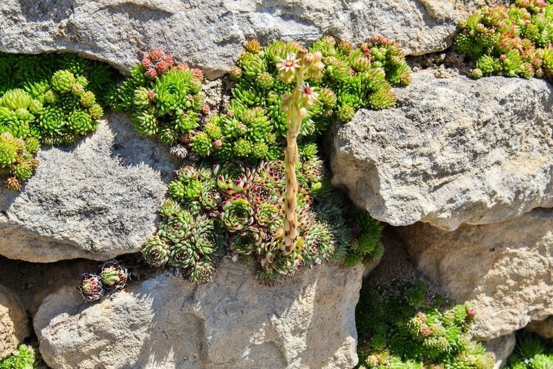 Biodiversität zwischen Stein und Spalt