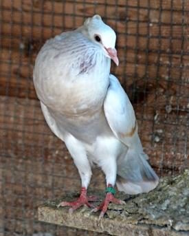 Schweizer Kröpfer Jungtaube
