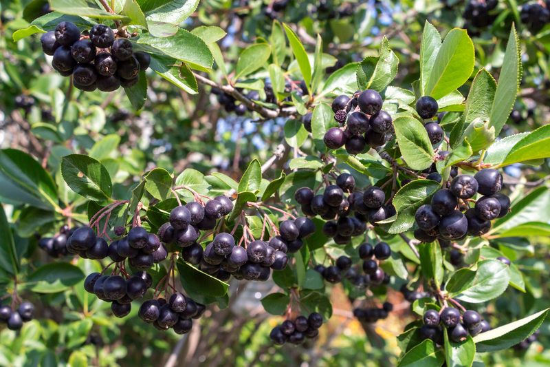 Superbeeren, Swiss Made