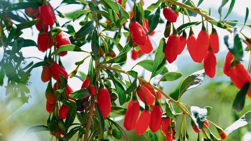 Goji