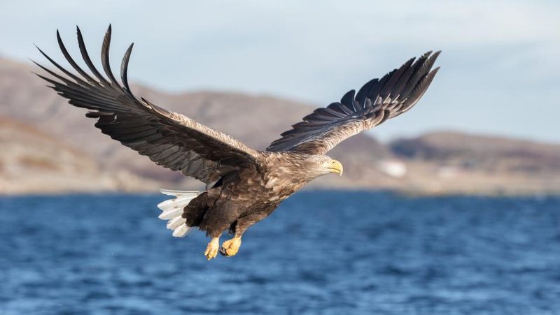 Seeadler jagt über Meer