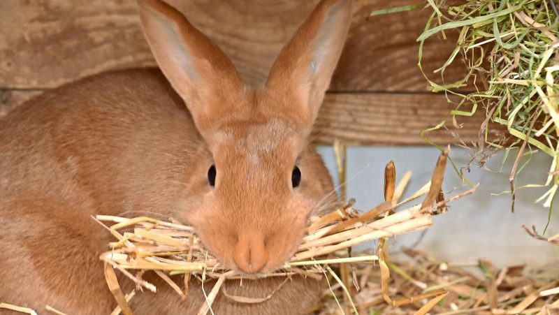 Kaninchenmutter bringt Stroh