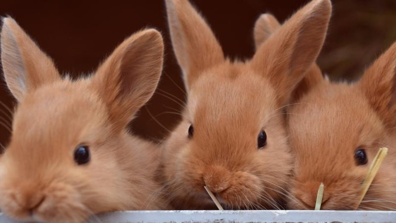 Süsse junge Kaninchen
