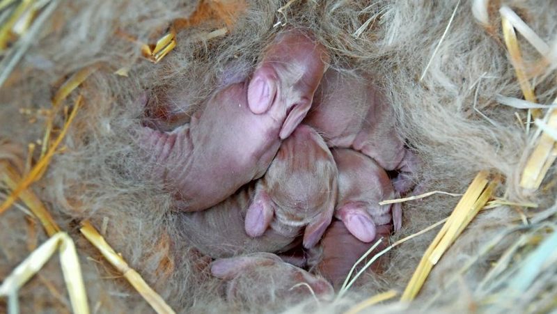 Neugeborene Jungkaninchen