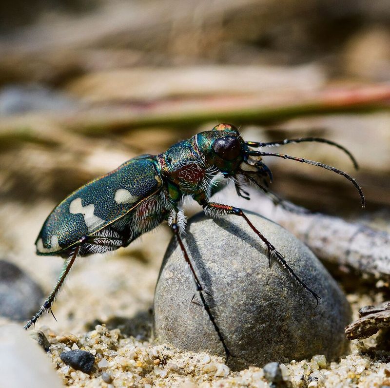 Die Brache bietet Insekten, wie dem Sandlaufkäfer, und Pflanzen, wie der Königskerze, ideale Bedingungen.