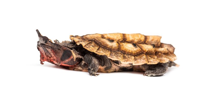 Die Fransenschildkröte: Versteckter Jäger mit einzigartiger Taktik