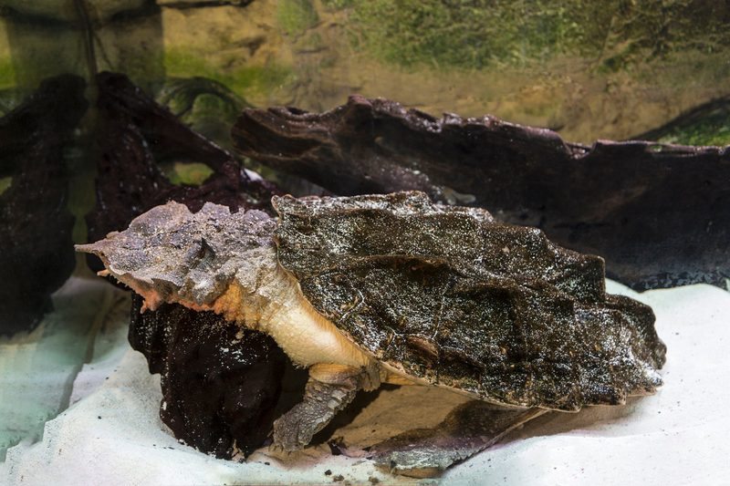 Die Fransenschildkröte: Versteckter Jäger mit einzigartiger Taktik