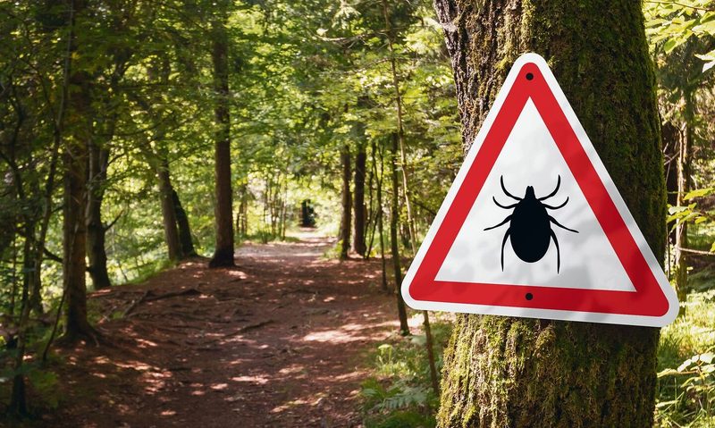Zecken im Wald