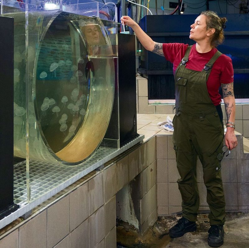 Rahel Lavater hinter den Kulissen im Aquarium des Zoo Basel vor dem Quallenkreisel.