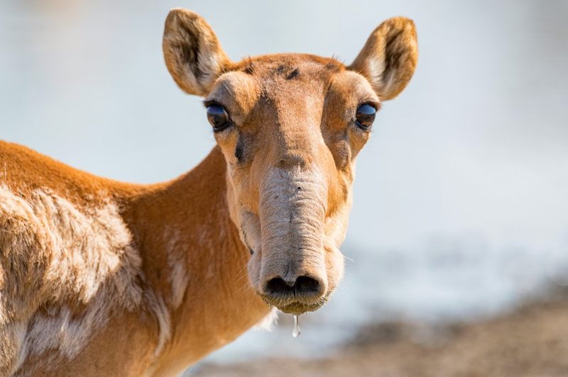 Die Saiga: Antilope mit grosser Nase