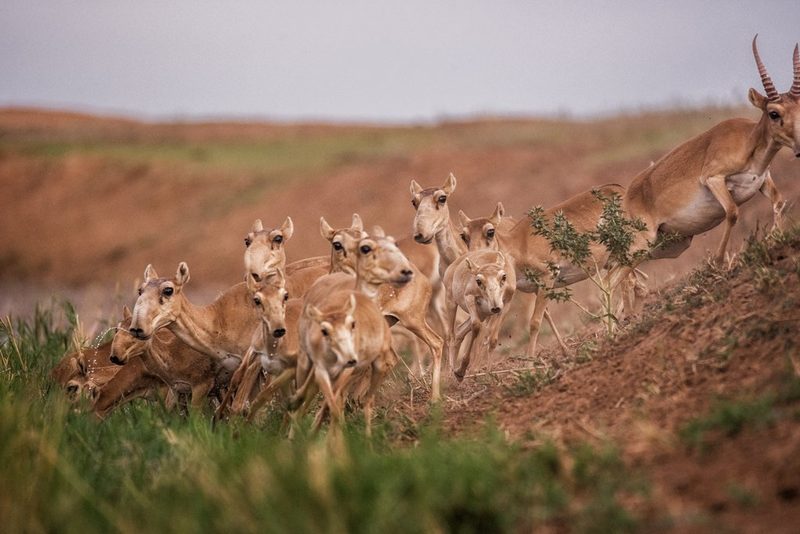 Die Saiga: Antilope mit grosser Nase
