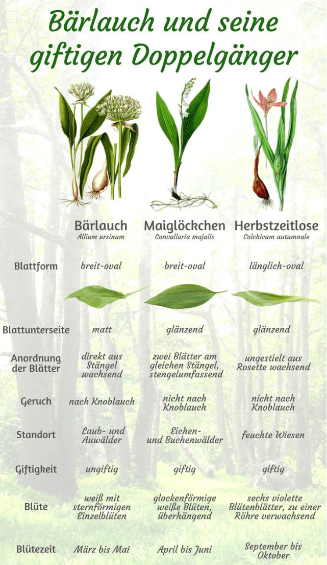 Bärlauch ernten und verarbeiten