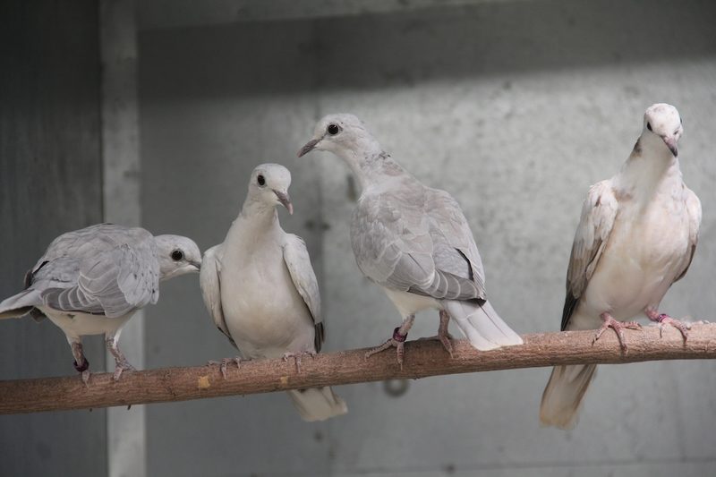 Lachtaube: Seit Jahrtausenden Gefährtin des Menschen