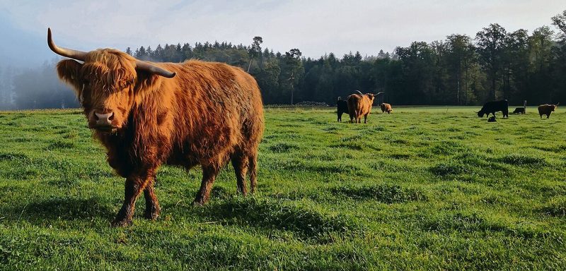 Zu Besuch bei Tom's Highland Beef