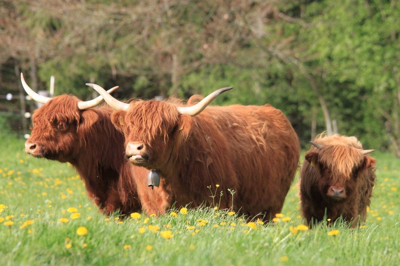 Zu Besuch bei Tom's Highland Beef