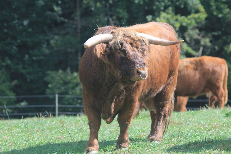 Zu Besuch bei Tom's Highland Beef
