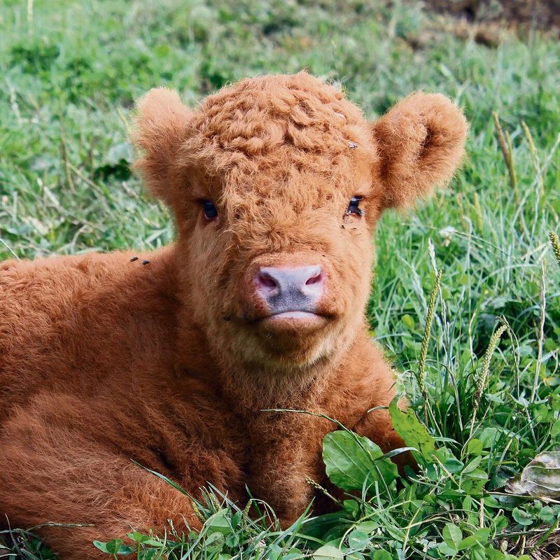 Die Kälber sind flauschig wie Teddybären. Aber Vorsicht, von ihren Müttern werden sie gut bewacht.