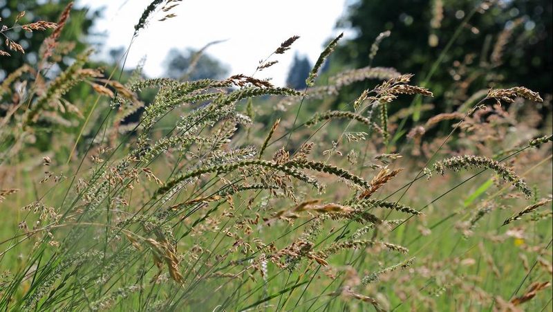 Wiese mit hohem Gras