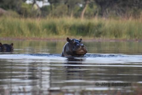 14-ocavango-hippos.jpg