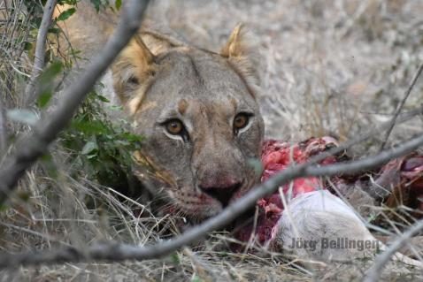 09-chobe-loewin.jpg