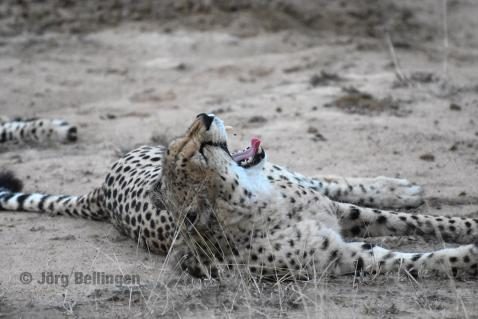 07-chobe-gepard.jpg