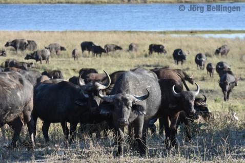 04-chobe-bueffel.jpg