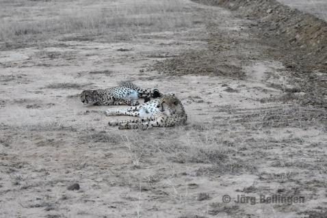 06-chobe-geparden.jpg