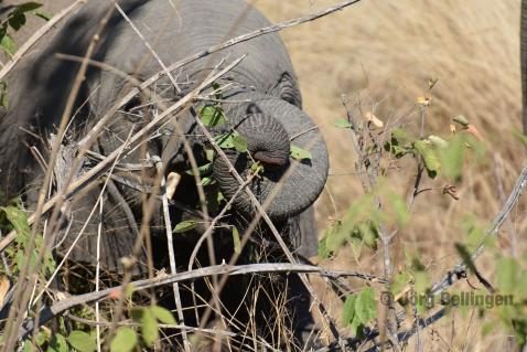 03-chobe-elefant.jpg