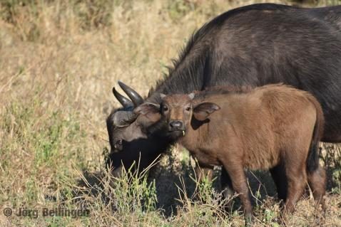 05-chobe-bueffel.jpg
