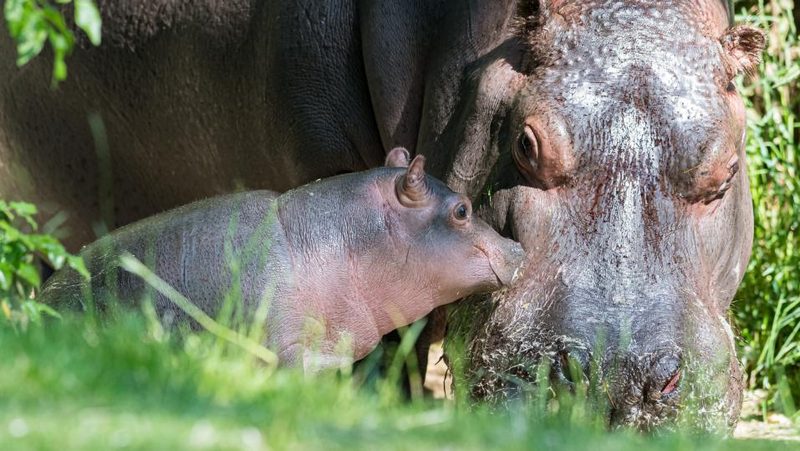 Flusspferbaby im Zoo Basel