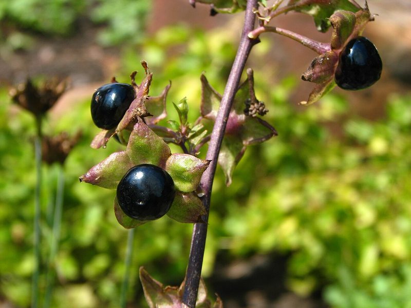 Gefährliche Pflanzen im Garten? Diese Arten könnten für Kinder und Haustiere problematisch sein