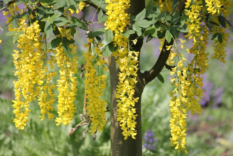 Gefährliche Pflanzen im Garten? Diese Arten könnten für Kinder und Haustiere problematisch sein