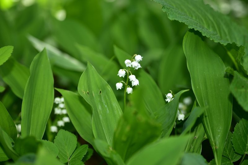 Gefährliche Pflanzen im Garten? Diese Arten könnten für Kinder und Haustiere problematisch sein