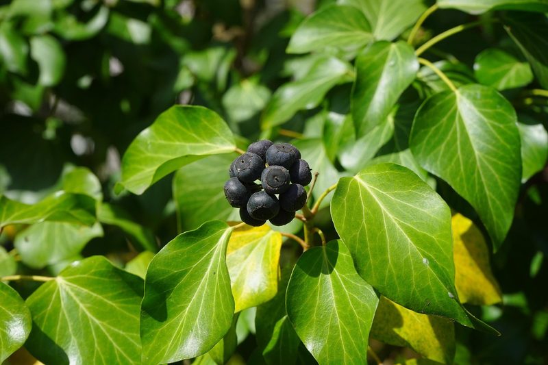 Gefährliche Pflanzen im Garten? Diese Arten könnten für Kinder und Haustiere problematisch sein