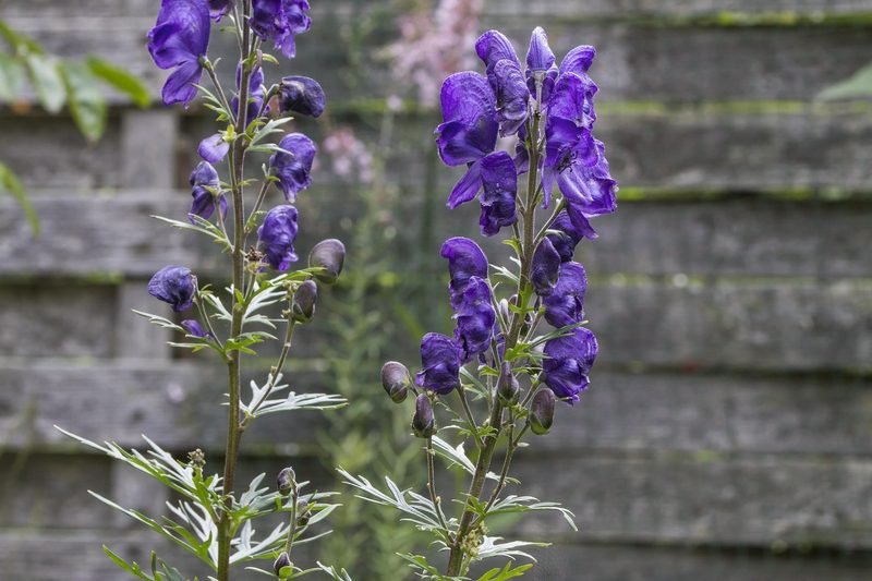 Gefährliche Pflanzen im Garten? Diese Arten könnten für Kinder und Haustiere problematisch sein