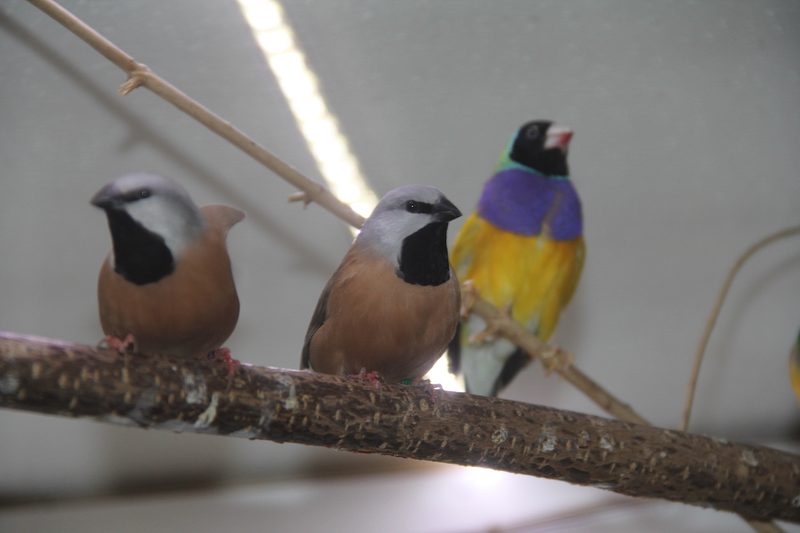 Tierbestandskontrollen und Nachweispflicht