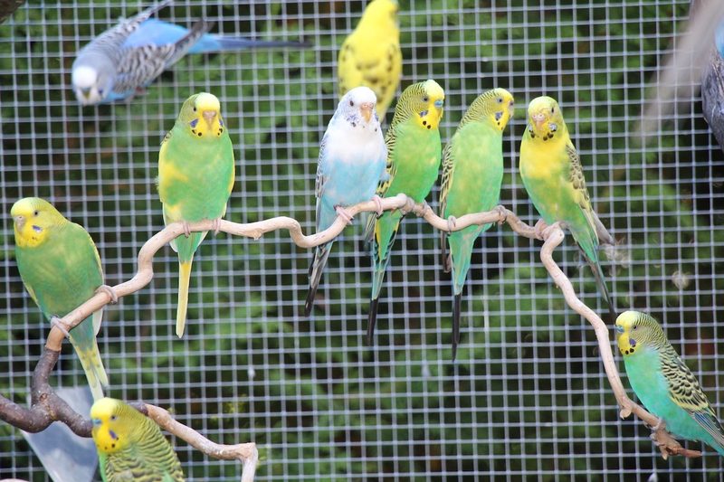 Tierbestandskontrollen und Nachweispflicht