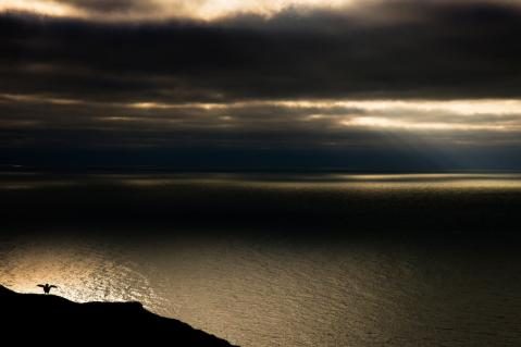 Silouette eines Papageitauchers auf Klippe vor stürmischem Meer