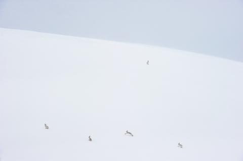 Schneehasen im Nebel