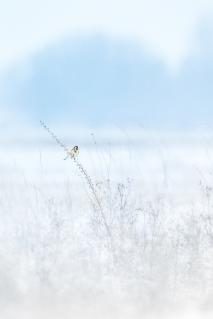 Stiefglitz in Winterlandschaft