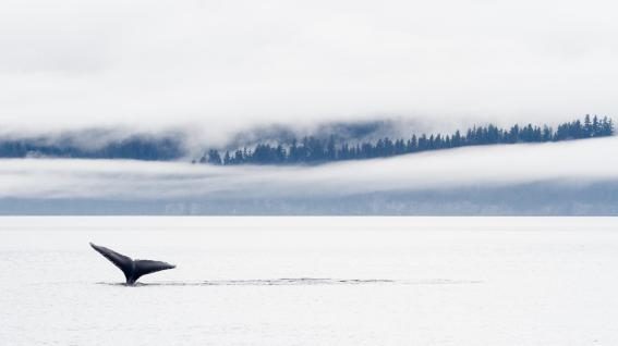 Buckelwalflosse vor weisser Landschaft in Alaska