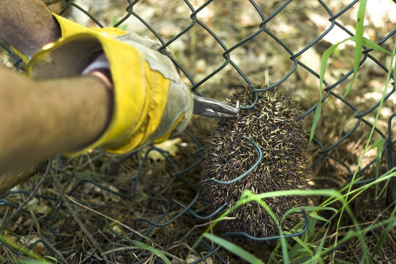 Erste-Hilfe-Massnahmen für verletzte und kranke Säugetiere