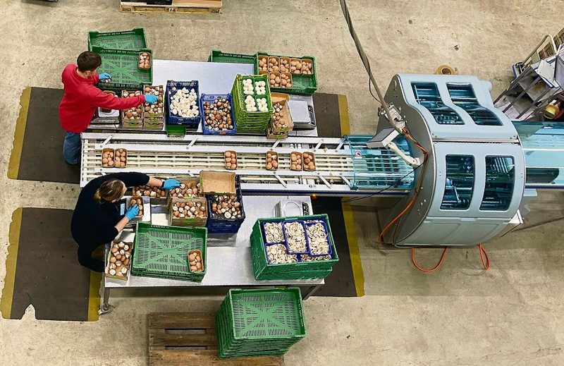 Pro Woche werden in Wauwil 100 Tonnen Champignons produziert und verpackt.