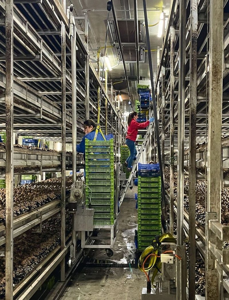 Bis die Pflückerinnen ihr Handwerk perfektioniert haben, dauert es bis zu einem Jahr.